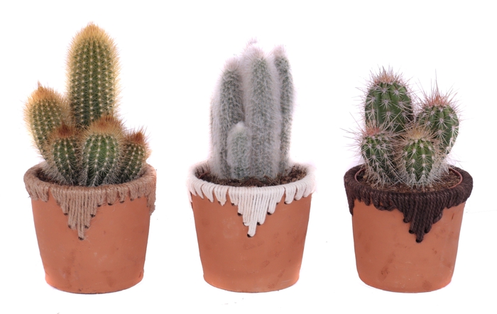 <h4>Cactus mix 12 cm in samoa pot</h4>