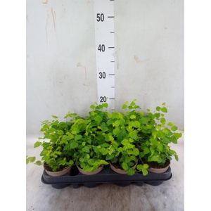 Ficus pumila 'Sunny Green'