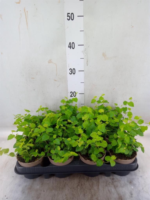 <h4>Ficus pumila 'Sunny Green'</h4>