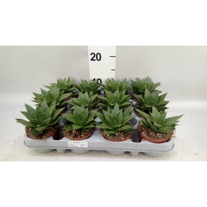 Gasteria