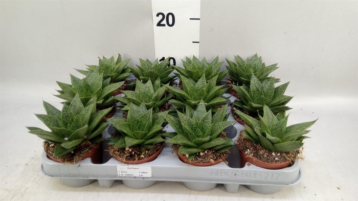 <h4>Gasteria</h4>