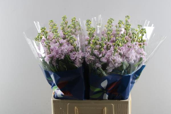 <h4>Matth Iron Cherry Bl (l.rose)</h4>