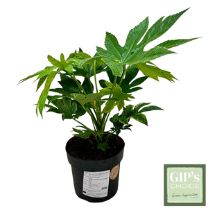Fatsia jap. 'Spidersweb' P24
