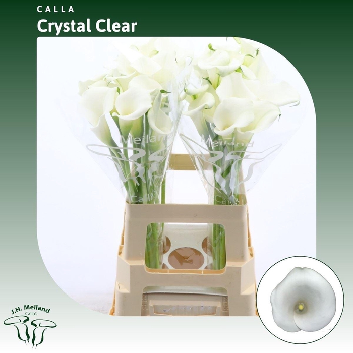 <h4>Calla Crystal Clear</h4>