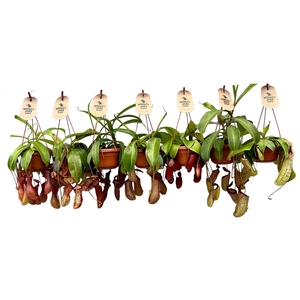 Nepenthes overig