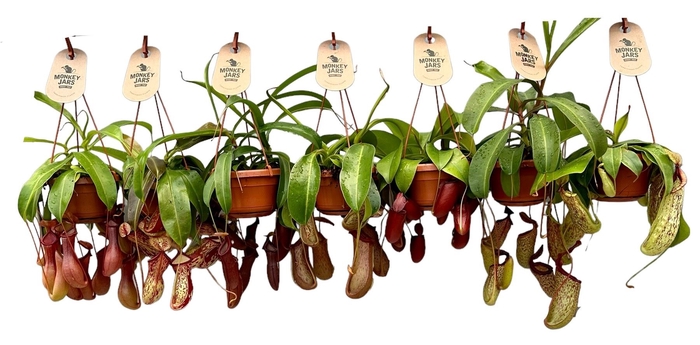 <h4>Nepenthes overig</h4>