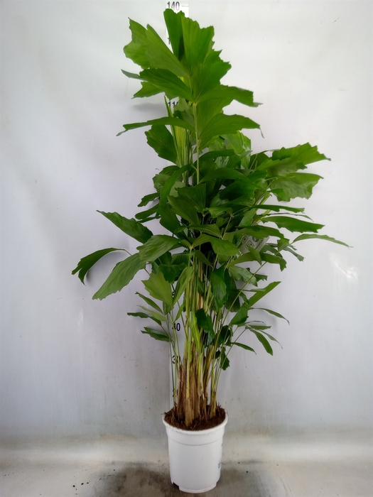 <h4>Caryota mitis</h4>