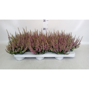 Calluna vulg. 'Beauty L Renate'