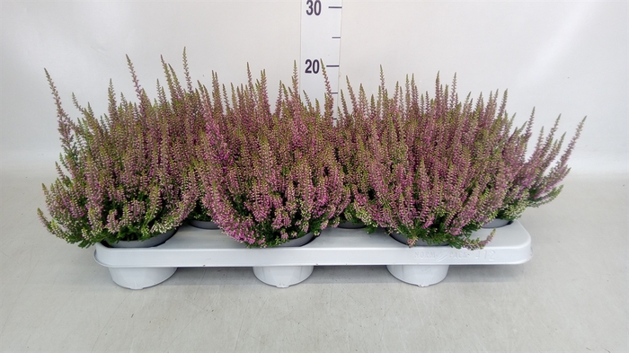 <h4>Calluna vulg. 'Beauty L Renate'</h4>