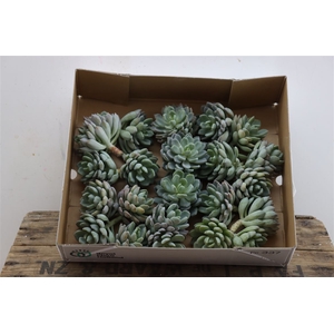 Echeveria Elegance Klein X20