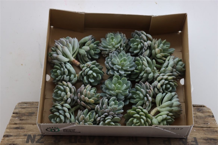 <h4>Echeveria Elegance Klein X20</h4>