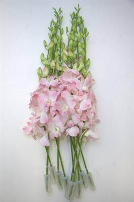 <h4>DENDR ZALM JINDA SWEET PEACH JINDA SWEET</h4>