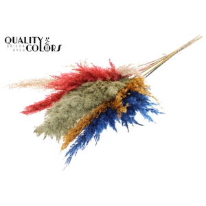 Pampas Grass 100cm 5st/bunch Colourful 6