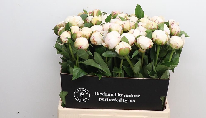<h4>Paeonia Mary E. Nicholls</h4>