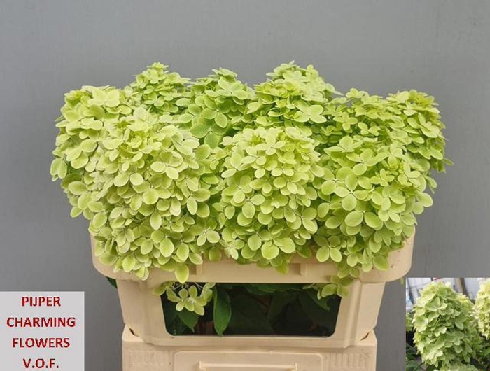 <h4>Hydrangea 'Magical Candle' 18cm</h4>