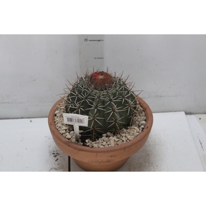 CACTUS CABECA FRADE VB4 MIN 20 CM