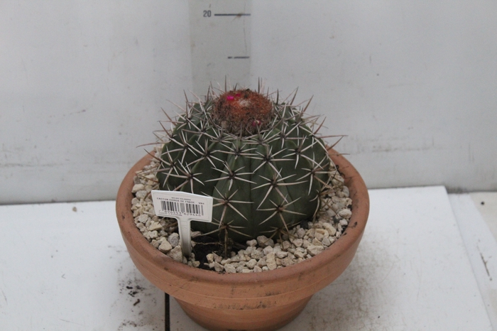 <h4>CACTUS CABECA FRADE VB4 MIN 20 CM</h4>
