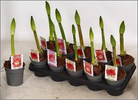 <h4>HIPP GEM 3 SRT</h4>