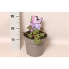 vaste planten 19 cm  Geranium Bloom Me Away