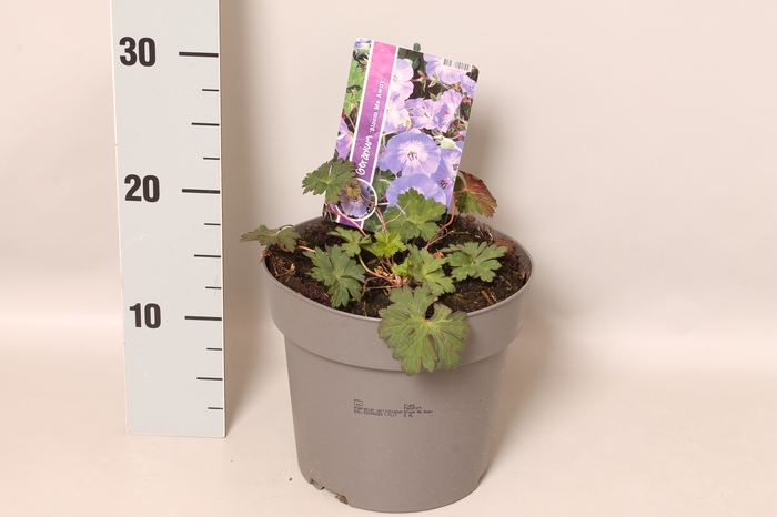 <h4>vaste planten 19 cm  Geranium Bloom Me Away</h4>