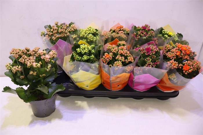 <h4>Kal Ge Gem 5 Kl</h4>