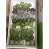 ECHEVERIA PURPLE PEARL CUTFLOWER WI