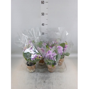 Phalaenopsis multi.   ...rose