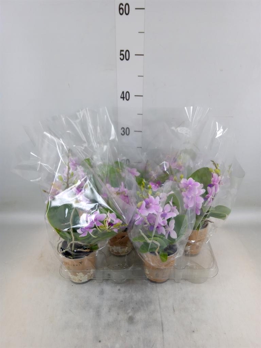 <h4>Phalaenopsis multi. ...rose</h4>