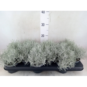 Leucophyta brownii