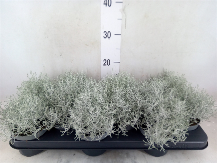 <h4>Leucophyta brownii</h4>