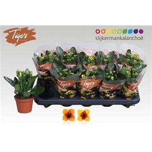 KAL EN TIGER GEM