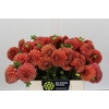 Dahlia Cornel Bronze