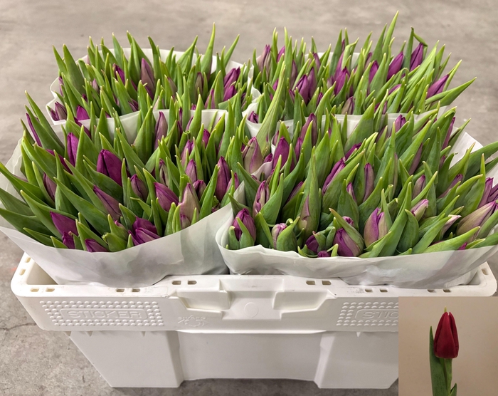 <h4>TU EN LAPTOP</h4>