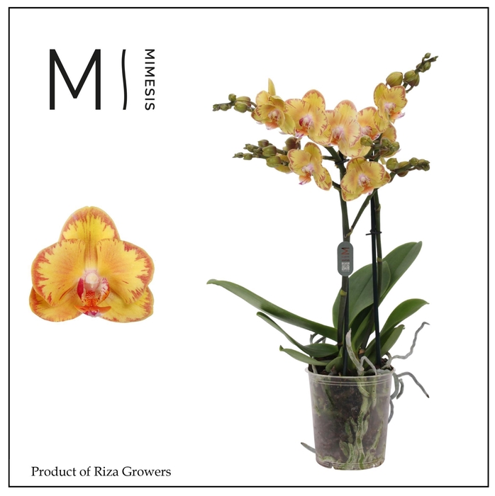 <h4>Phalaenopsis Limpopo 2 spike - 12cm | Mimesis</h4>