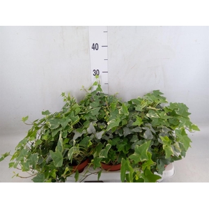 Hedera helix 'Ingelise'