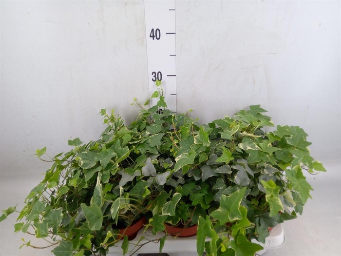 <h4>Hedera helix 'Ingelise'</h4>