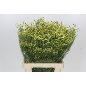Limonium Diamond Yellow