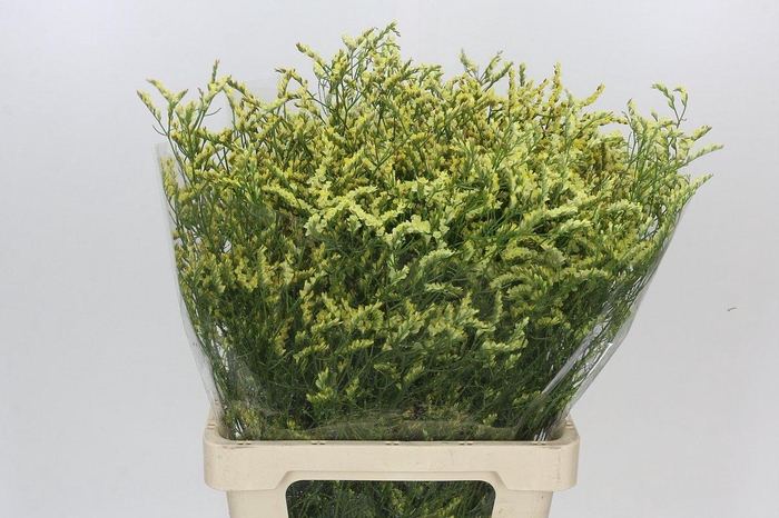 <h4>Limonium Diamond Yellow</h4>