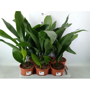 Aspidistra elat.