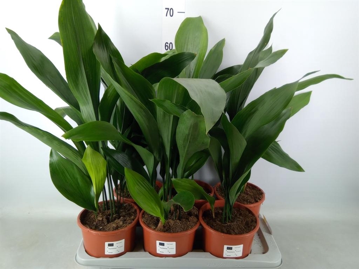 <h4>Aspidistra elat.</h4>