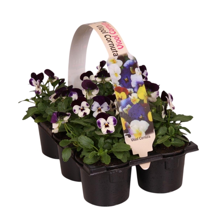 <h4>Viola Co Wit Paarse Vlag Sixpack</h4>