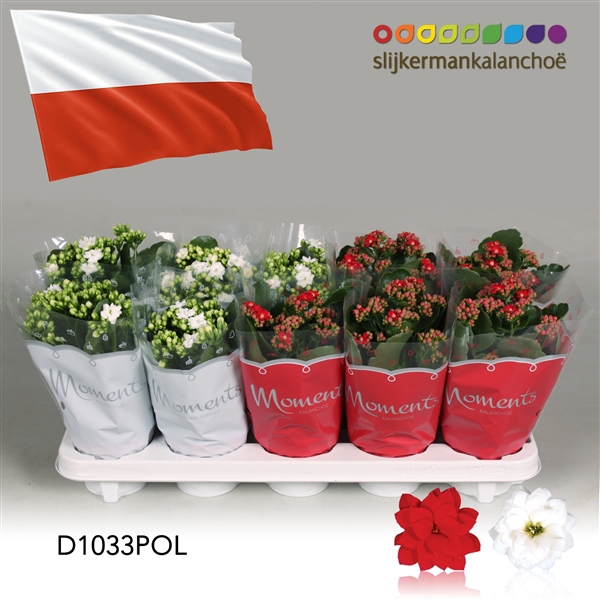 <h4>Kalanchoe Moments - Poland flag</h4>
