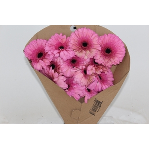 GERBERA MOZART < 050 CM > 10 CM DIAM