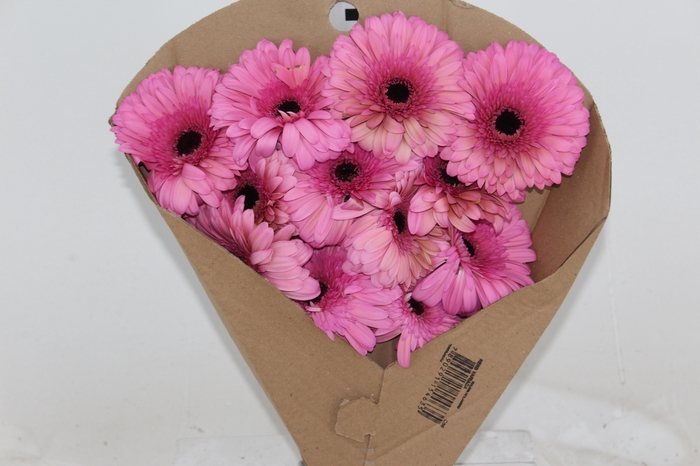 <h4>GERBERA MOZART < 050 CM > 10 CM DIAM</h4>