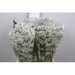 Gyps Pa Millio Daisy