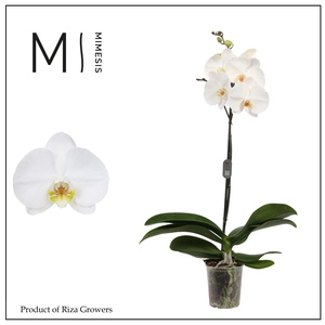 Phalaenopsis White Bigflower 1 spike – 12cm | Mimesis