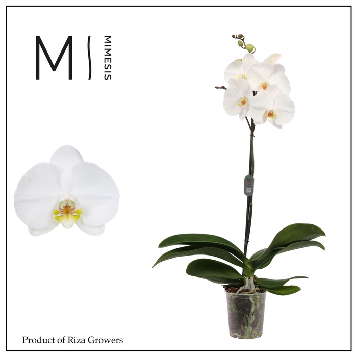 <h4>Phalaenopsis White Bigflower 1 spike – 12cm | Mimesis</h4>