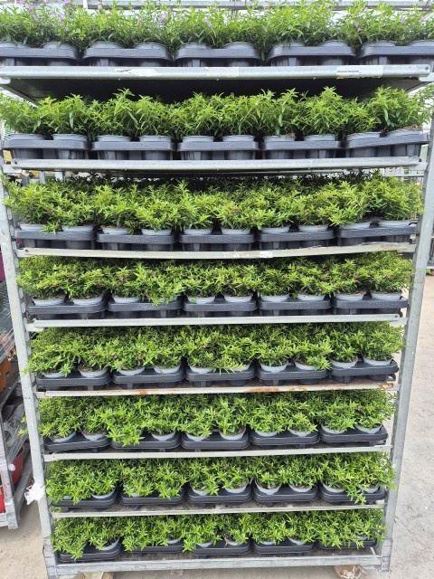 <h4>Cuphea hyssopifolia</h4>