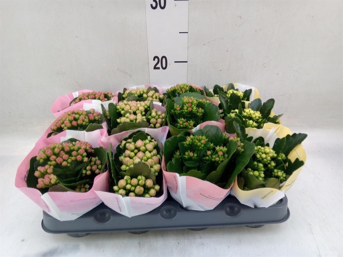 <h4>Kalanchoe blos. ..rosebud mix 4</h4>