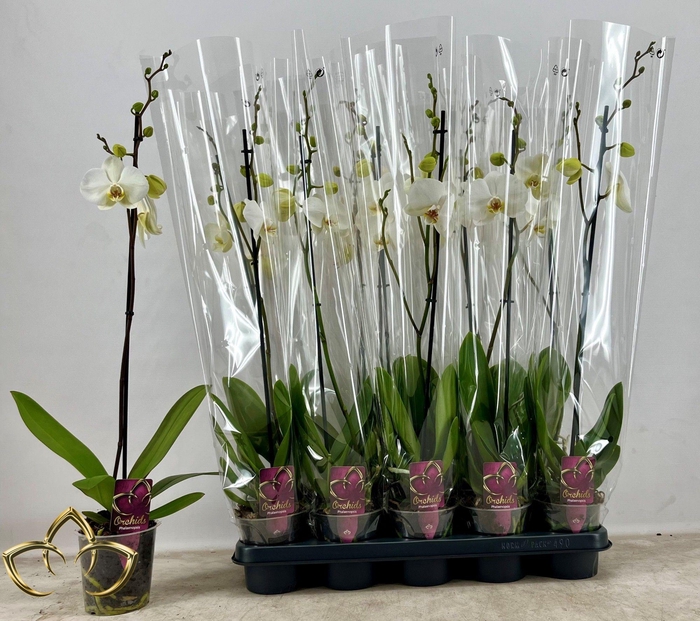 <h4>PHAL OV WIT</h4>